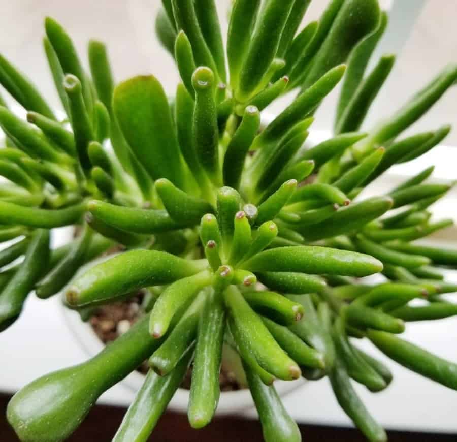 Crassula ovata ‘Coral Red’