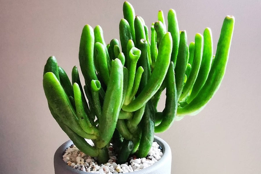 Crassula ovata ‘Coral Red’