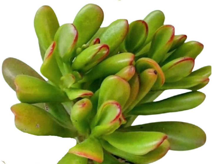 Crassula ovata ‘Hobbit’ (Hobbit Jade Plant)
