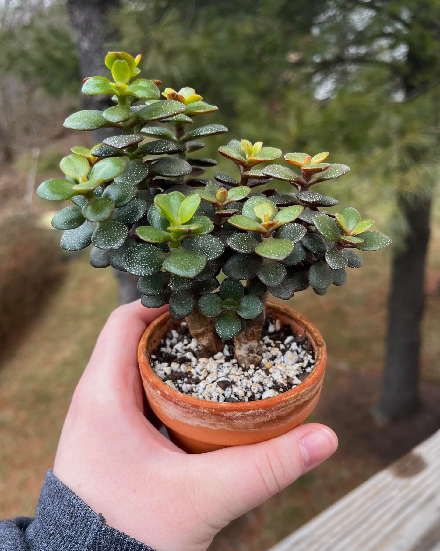 Crassula ovata 'Minima' (Dwarf Jade Plant)