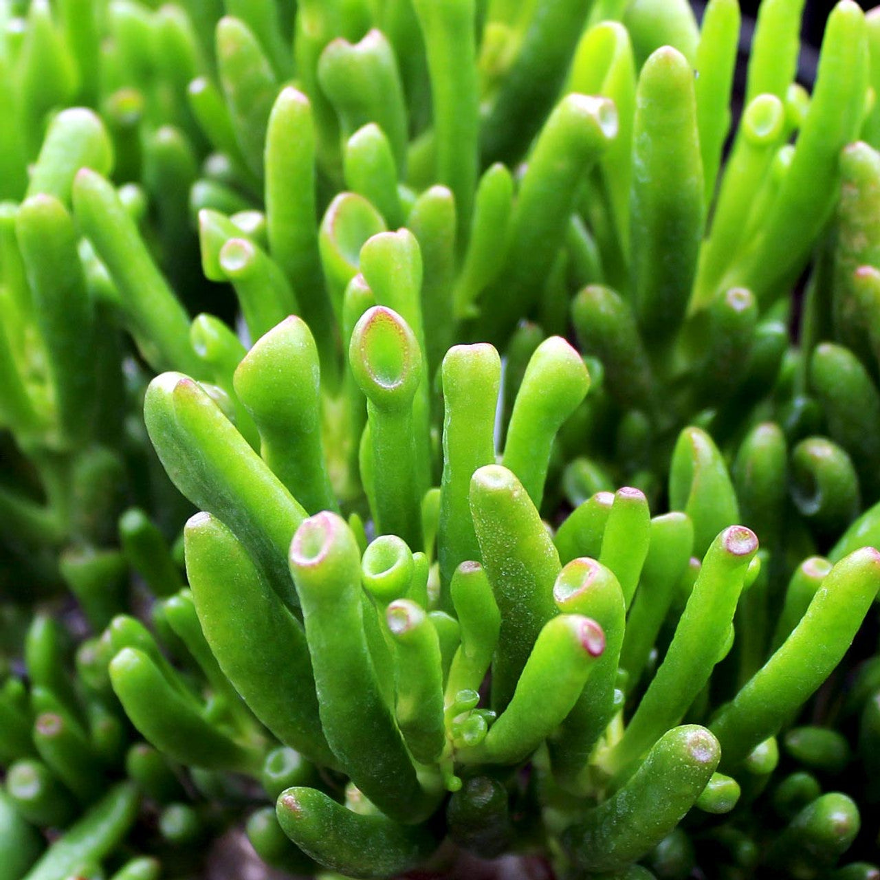 Crassula Ovata 'Gollum' (Jade Plant)