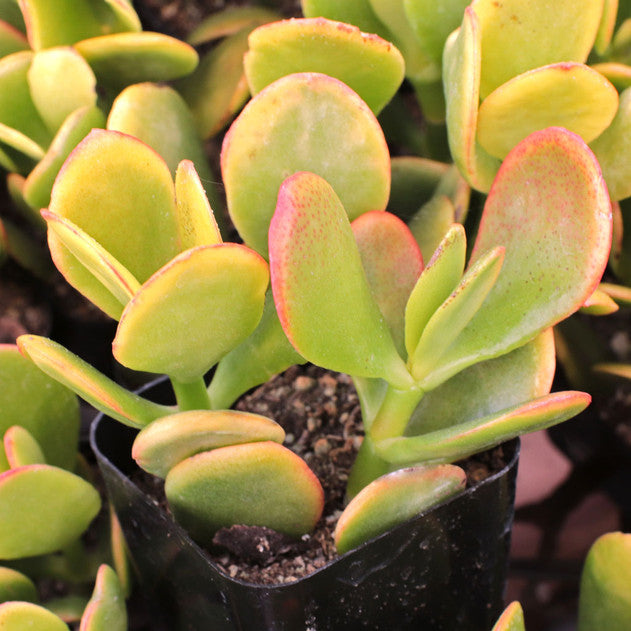 Crassula ovata ‘Hummel’s Sunset’