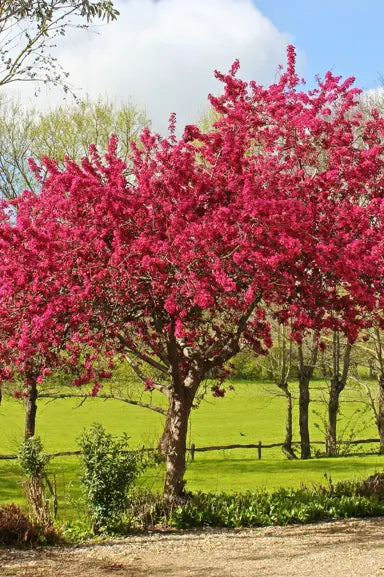 Crataegus laevigata 'Paul's Scarlet' (Paul's Scarlet Red Flowering Hawthorn)