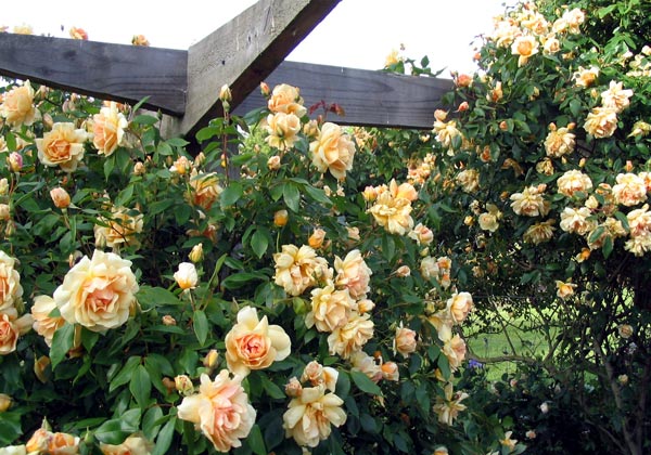 Rosa ‘Crépuscule’ (Crépuscule Noisette Rose)