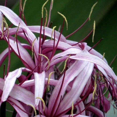 Crinum ‘Menehune Wine Time’ (Wine Time Crinum Lily)