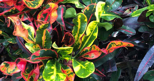 Codiaeum variegatum ‘Mammy’ (Croton)