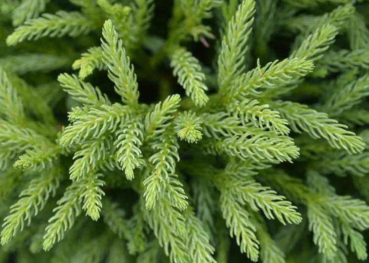 Cryptomeria japonica ‘Nana’ (Globosa Nana Japanese Cedar)