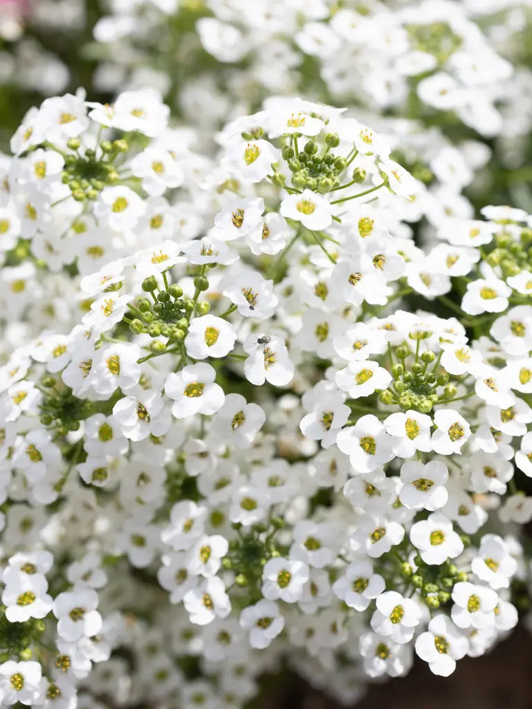 Lobularia Maritima ‘Snow Princess’ (Snow Princess Sweet Alyssum)