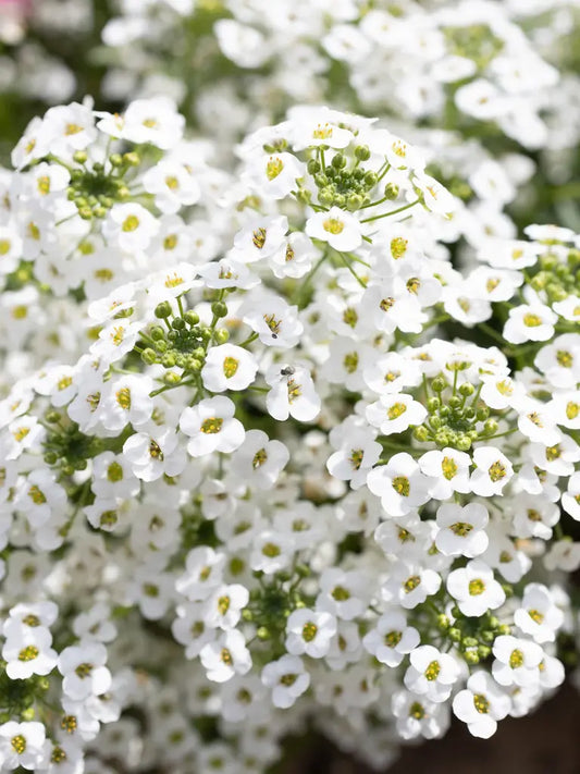 Lobularia Maritima ‘Snow Princess’ (Snow Princess Sweet Alyssum)