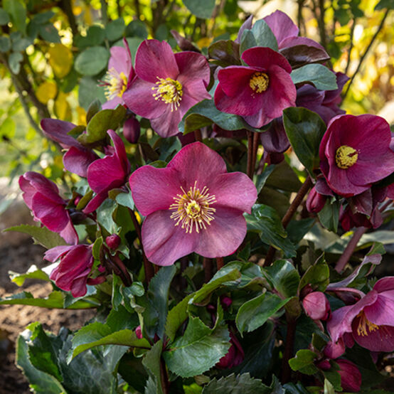 Helleborus Ice N’ Roses® ‘Early Red’