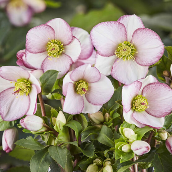 Helleborus Ice N’ Roses® ‘Picotee’