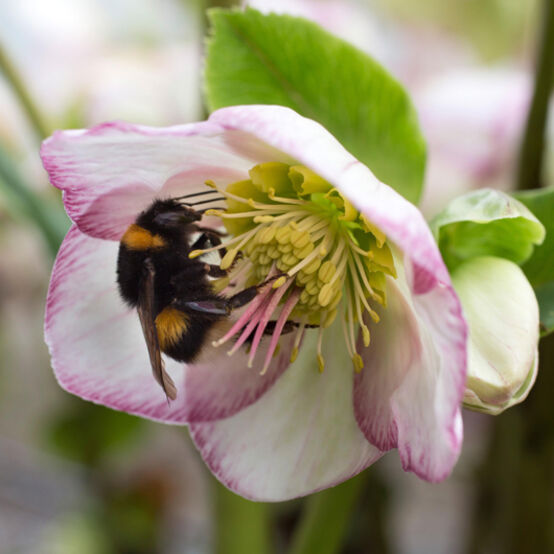 Helleborus Ice N’ Roses® ‘Picotee’