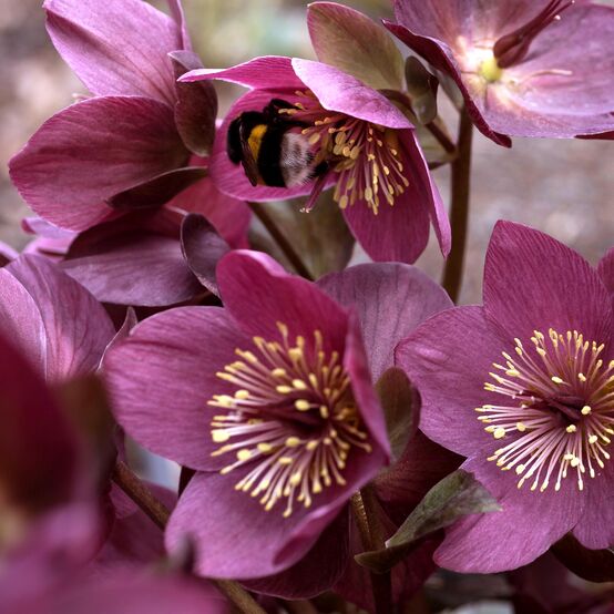 Helleborus Ice N’ Roses® ‘Early Red’