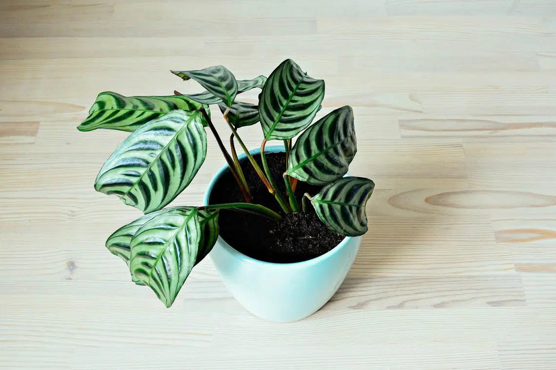 Ctenanthe oppenheimiana (Never Never Plant / Bamburanta)