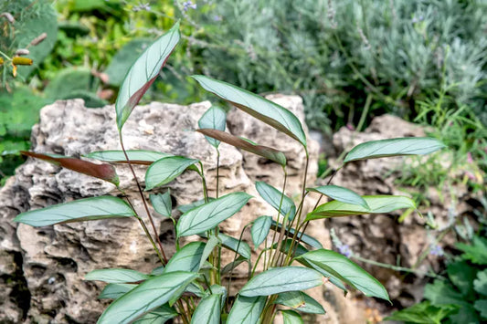 Ctenanthe setosa (Never Never Plant)