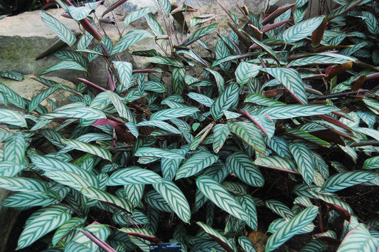 Ctenanthe setosa (Never Never Plant)