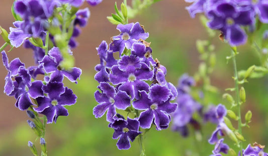 Duranta erecta ‘Alba’ (White Duranta)