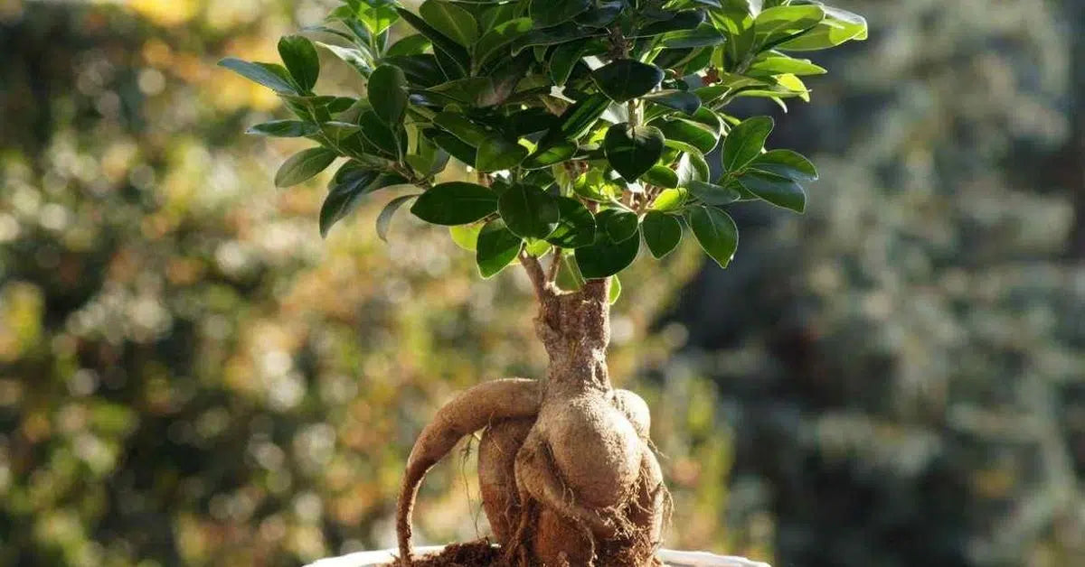 Ficus microcarpa – Chinese Banyan