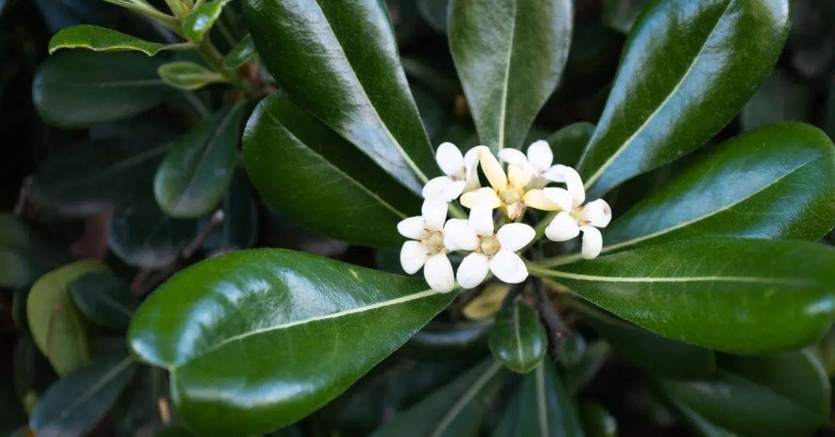 Pittosporum tobira (PT01) ‘Green Dome™’