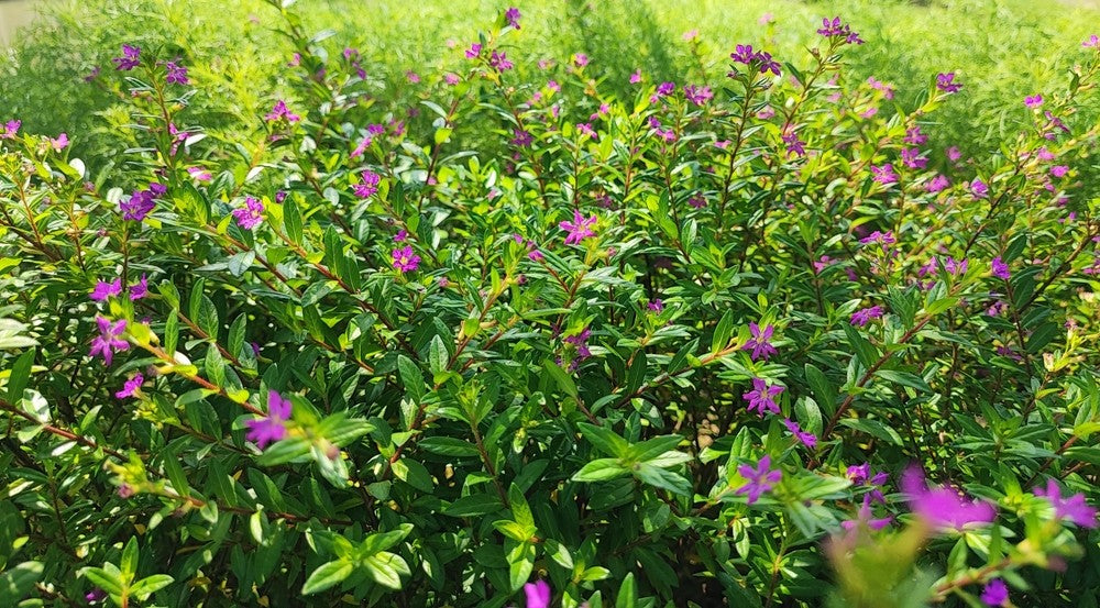 Cuphea Hyssopifolia (Violet False Heather)
