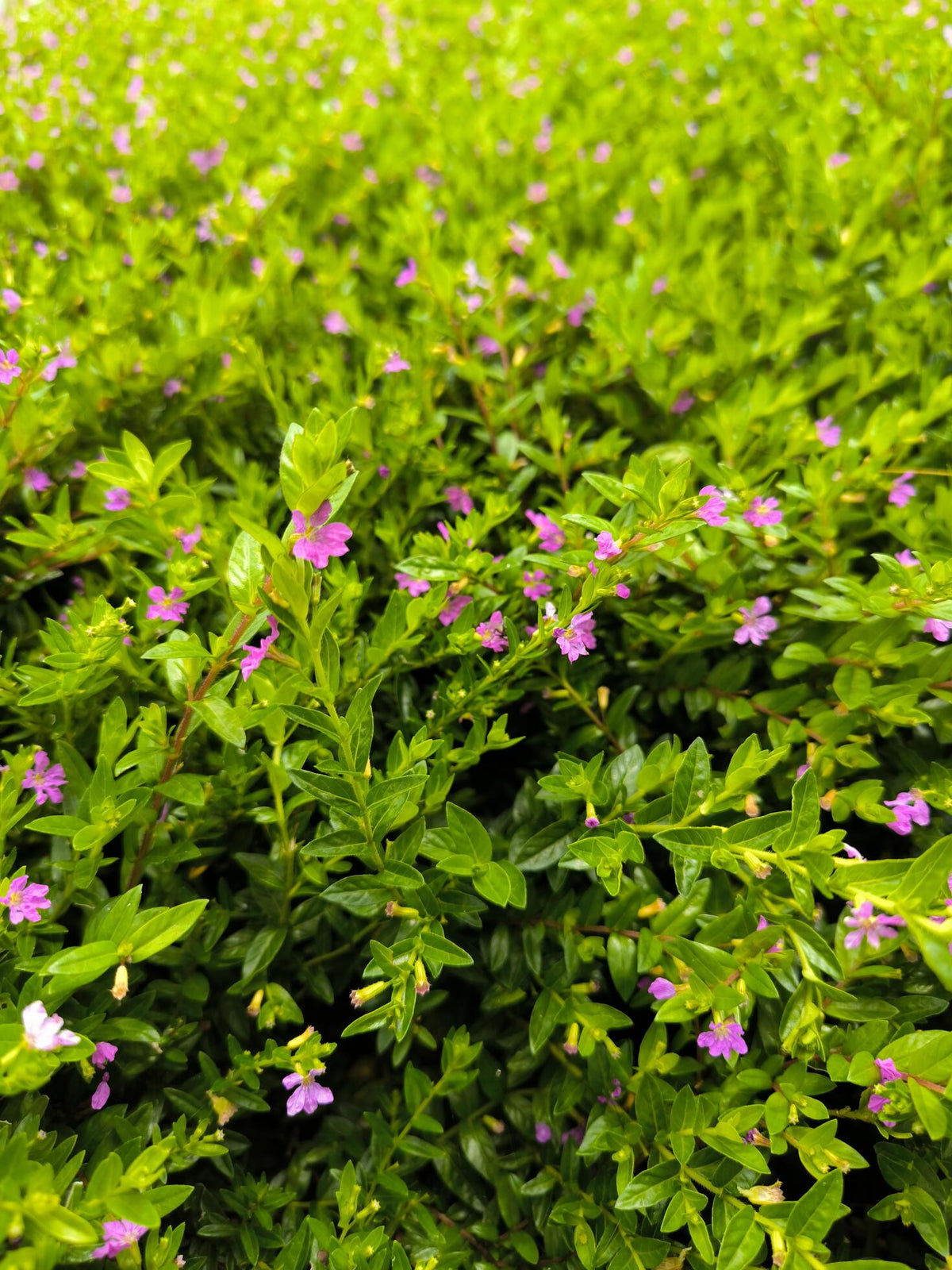 Cuphea Hyssopifolia 'Cocktail' (Cocktail False Heather)