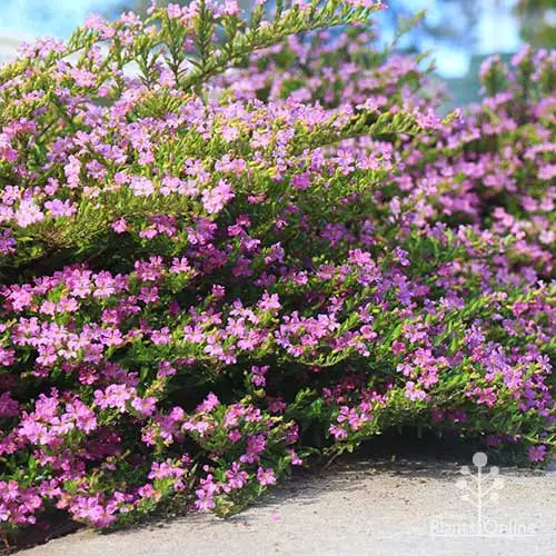 Cuphea hyssopifolia ‘Mauve’ (Mauve False Heather)