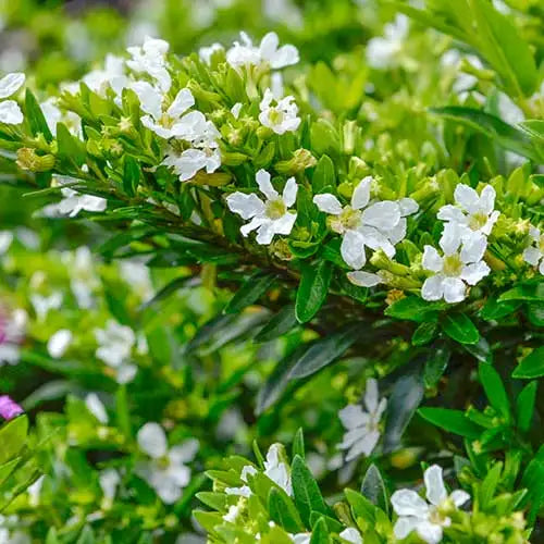 Cuphea Hyssopifolia 'Alba' (White Cuphea)