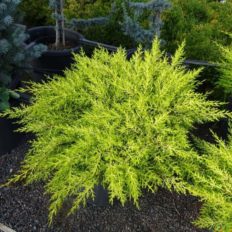 Cupressus macrocarpa ‘Golden Halo’ – Golden Spreading Cypress