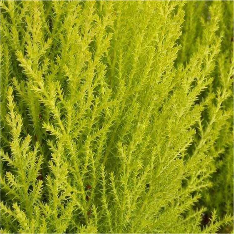 Cupressus macrocarpa 'Lemon Scent' (Lemon Scented Cypress)