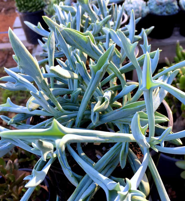 Senecio ‘Trident Blue’ (syn. Curio / Kleinia)
