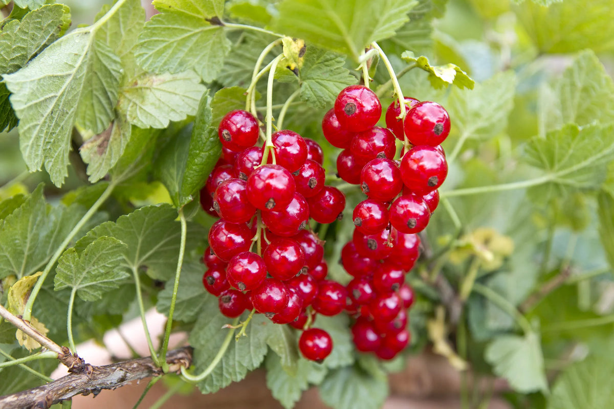 Ribes Rubrum (Red Currant)