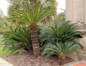 Cycas revoluta (Sago Palm)