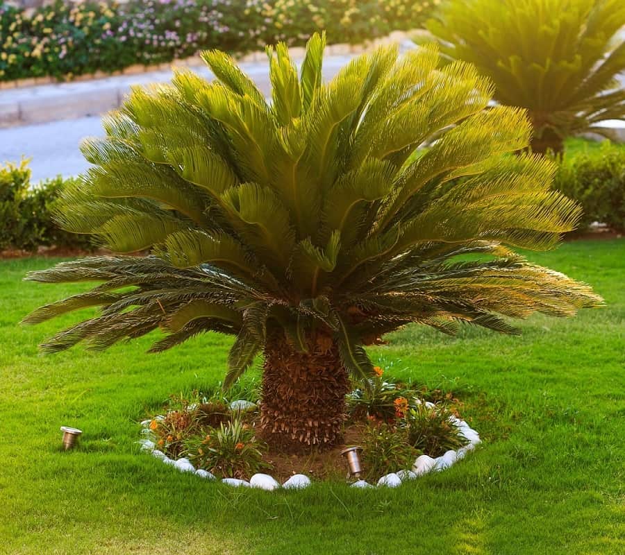 Cycas Revoluta (Sago Palm)