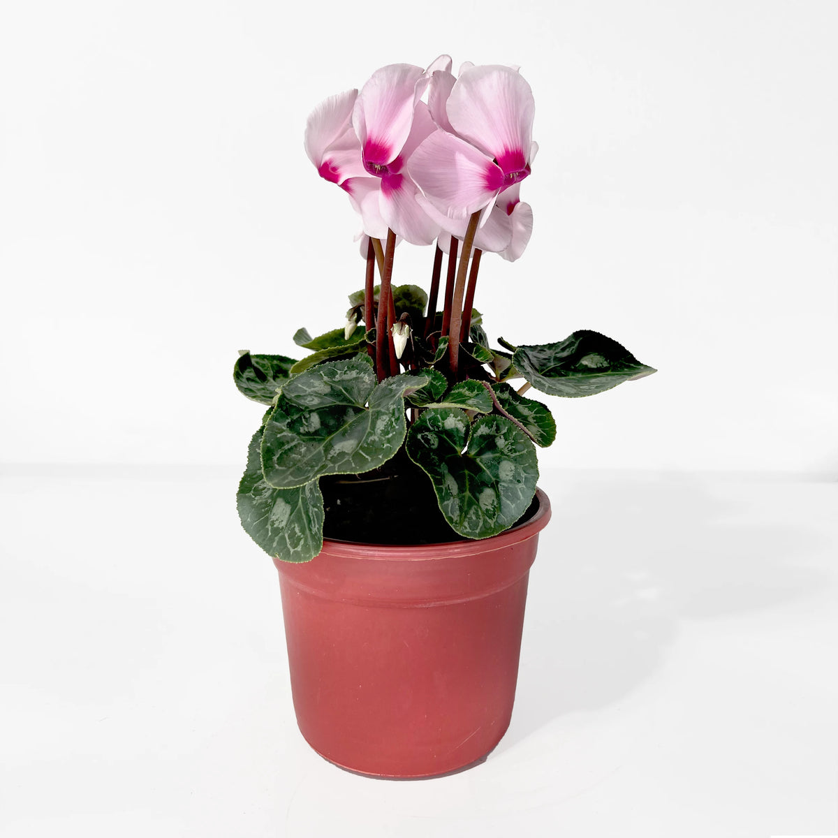 Cyclamen persicum (Florist's Cyclamen)