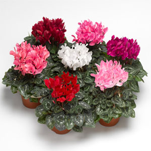 Cyclamen persicum Assorted Mix (Cyclamen Winfall® Mix)