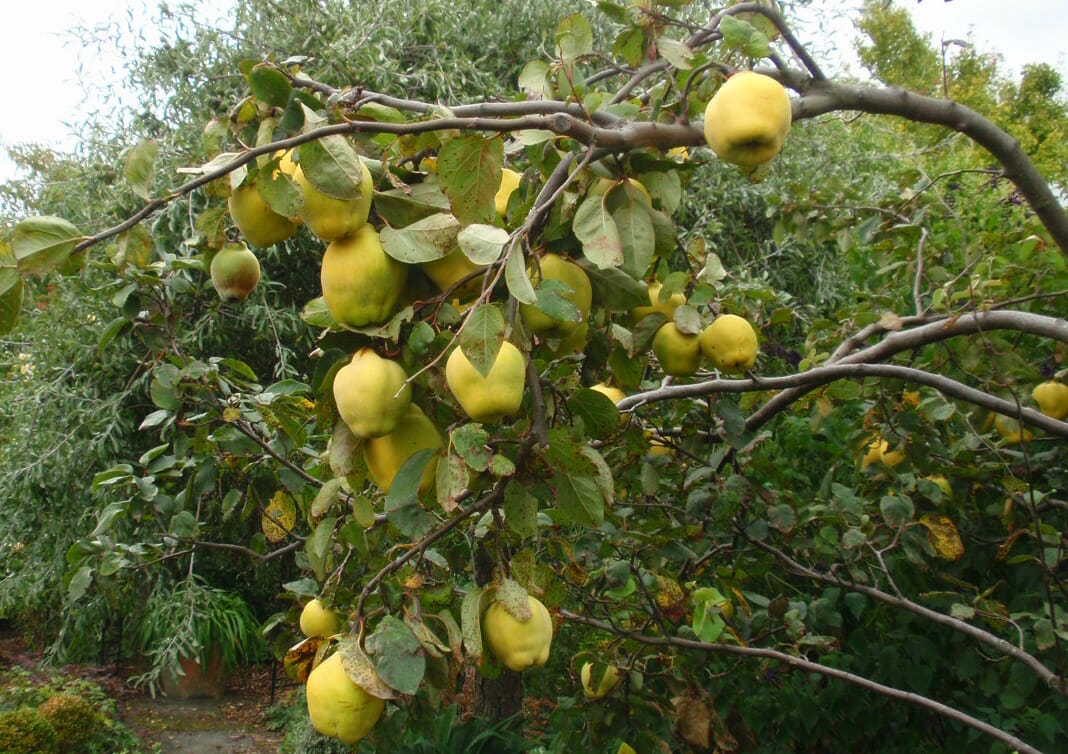 Cydonia Oblonga 'Smyrna' (Quince Smyrna)