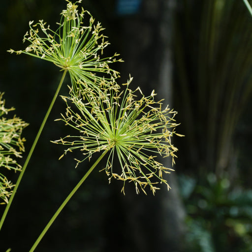 Cyperus prolifer (Dwarf Papyrus)