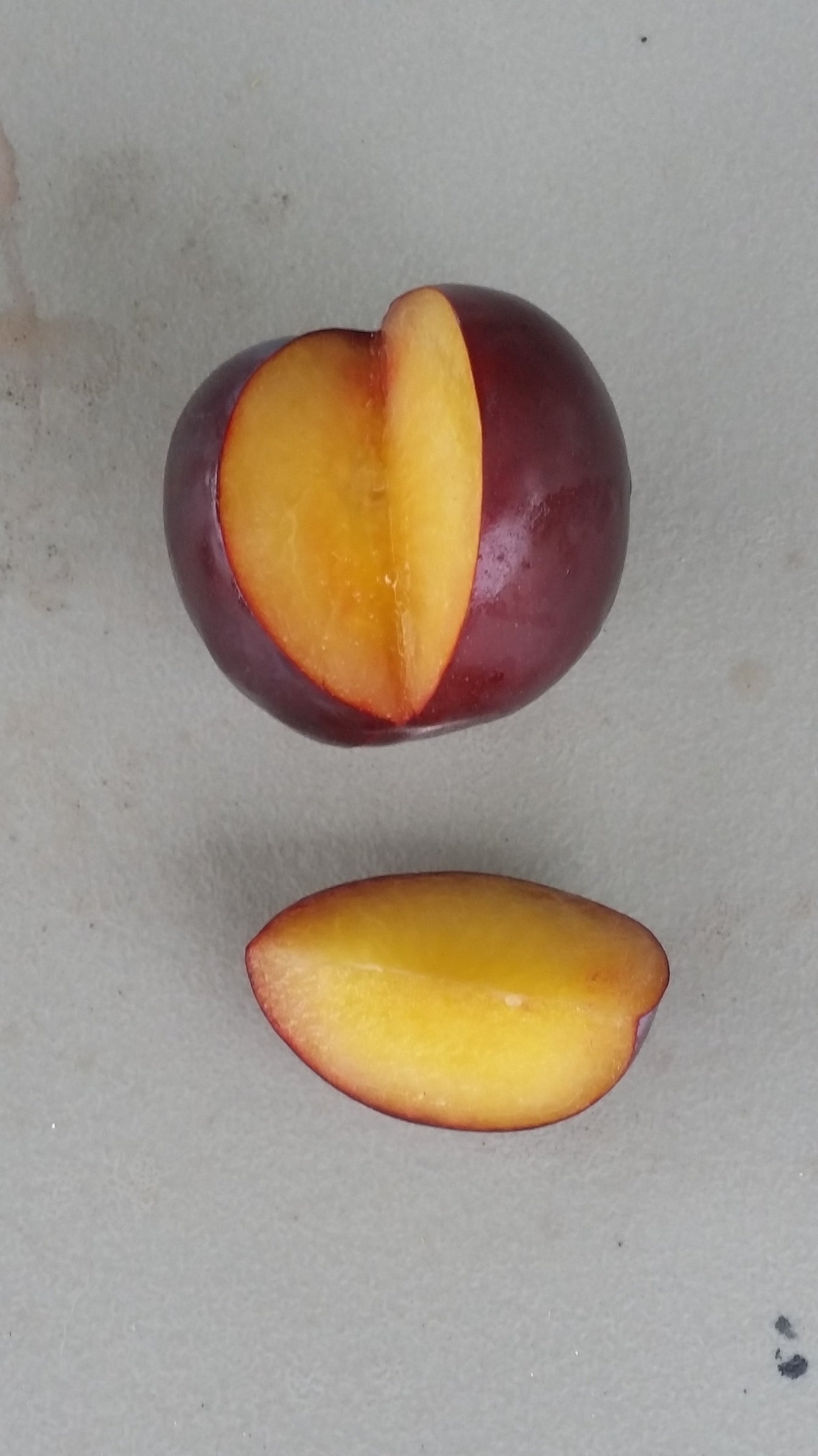 Prunus Hybrid ‘Spring Satin’ (Spring Satin Plumcot)