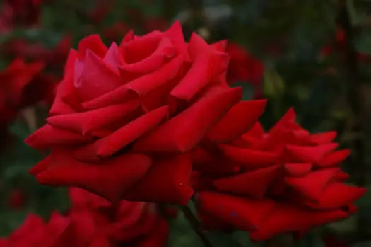 Rosa ‘Kardinal’ (Hybrid Tea Rose)