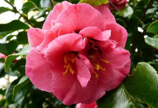 Camellia japonica ‘Odoratissima’