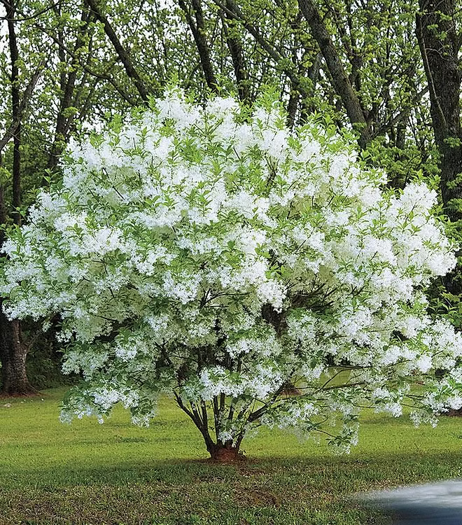 Chionanthus Virginicus (White Fringe Tree)