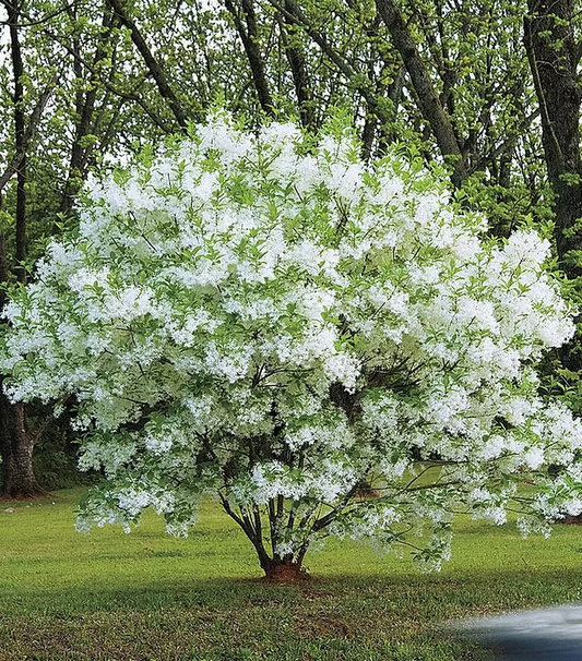 Chionanthus Virginicus (White Fringe Tree)