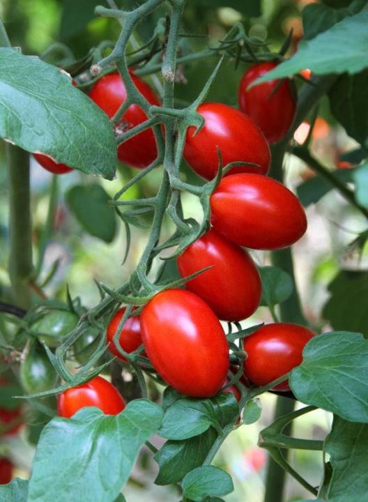 Lycopersicon Esculentum (Roma Tomato)