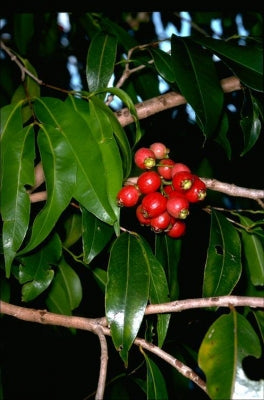 Syzygium tierneyanum (River Cherry)