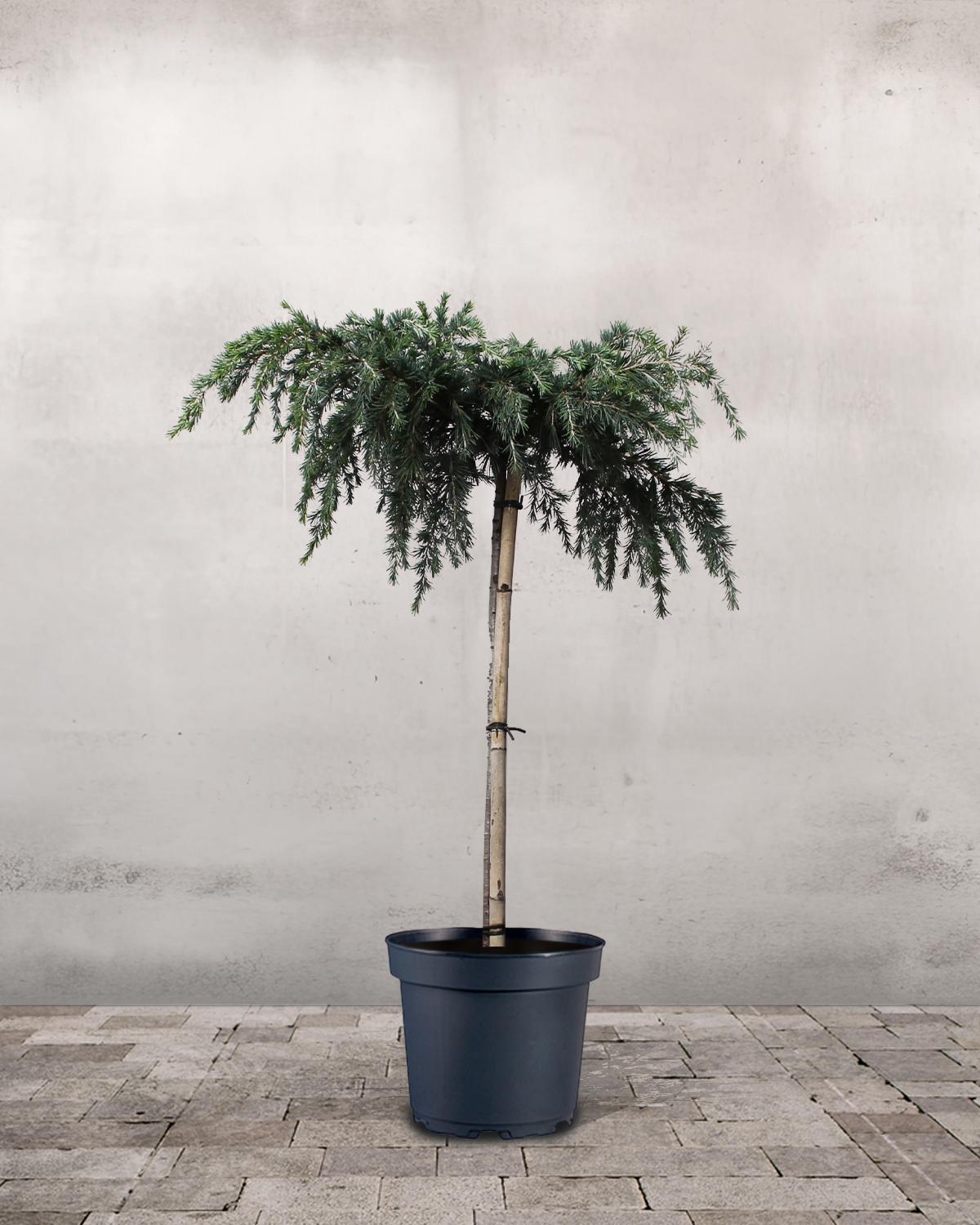 Cedrus Deodara ‘Feelin’ Blue’ Standard (Feelin’ Blue Deodar Cedar Standard)