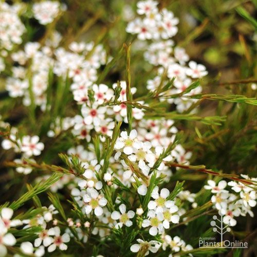 Sannantha Angusta (Clarence River Baeckea)