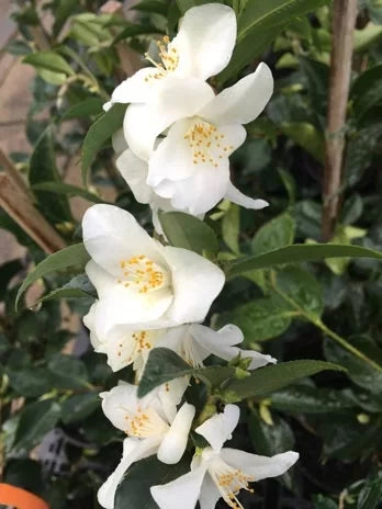 Camellia ‘Wirlinga Bride’