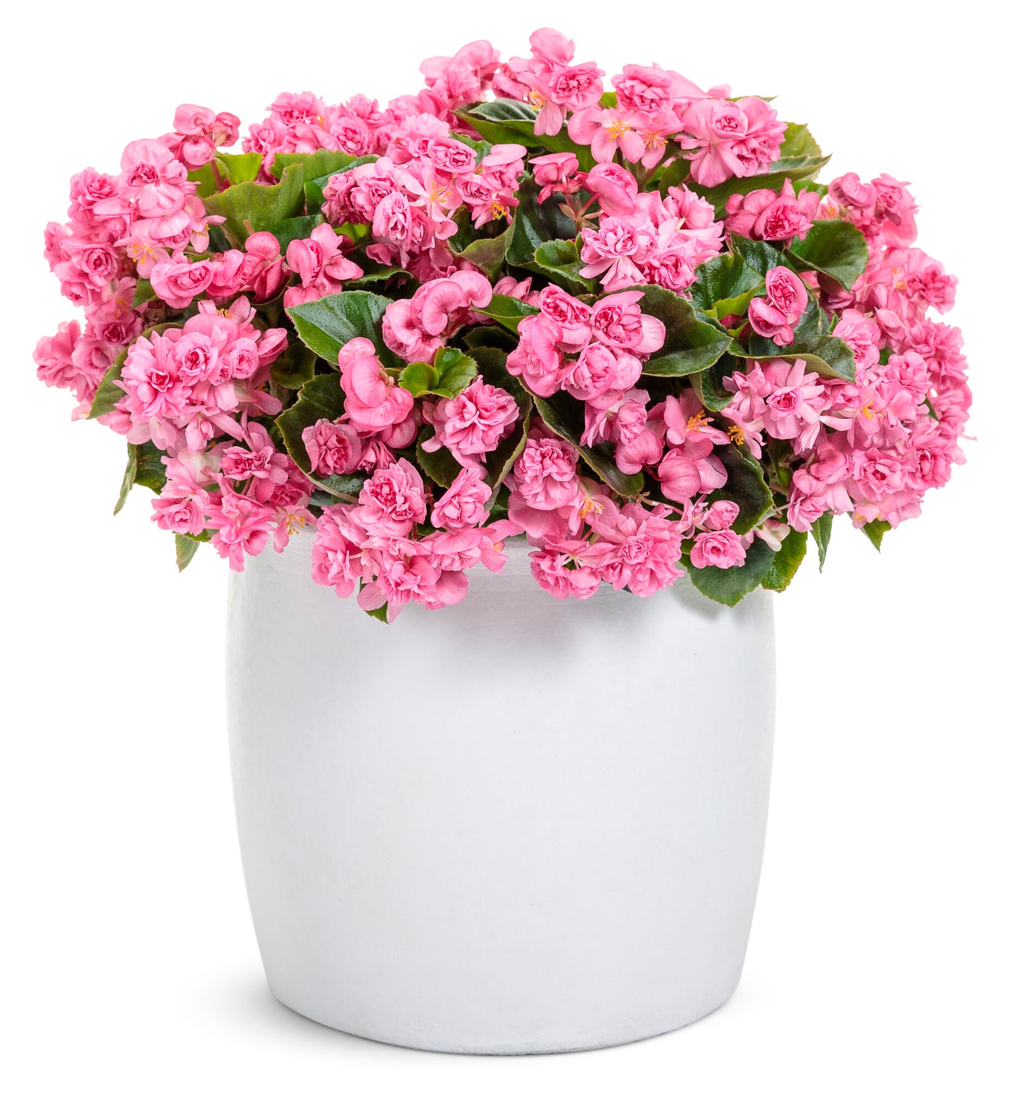 Begonia Semperflorens 'Double Up Pink' (Double Up Pink Wax Begonia)