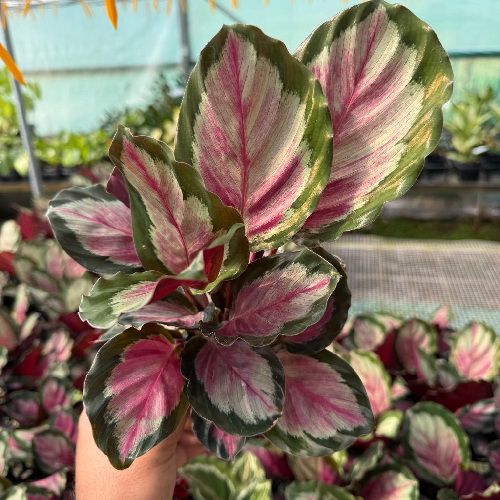 Goeppertia (Calathea) ‘White Cloud’