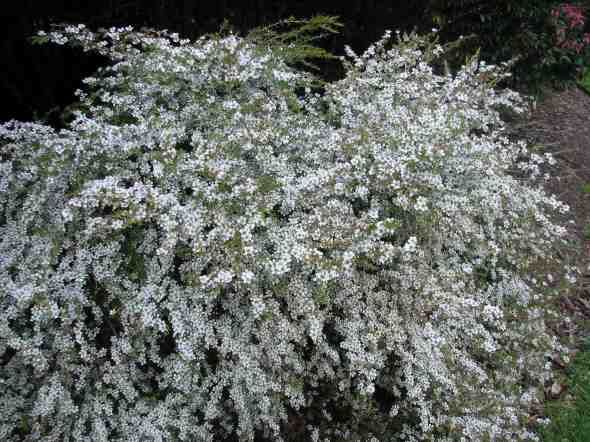 Leptospermum polygalifolium (Tropical Tea Tree)